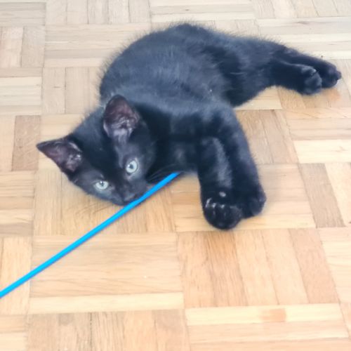 Brooklin - adorable chaton #5