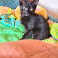Brooklin - adorable chaton #1