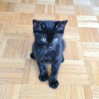Brooklin - adorable chaton #3