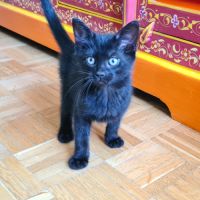 Brooklin - adorable chaton