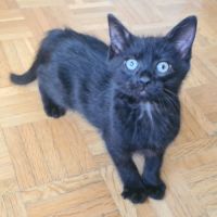 Brooklin - adorable chaton #6