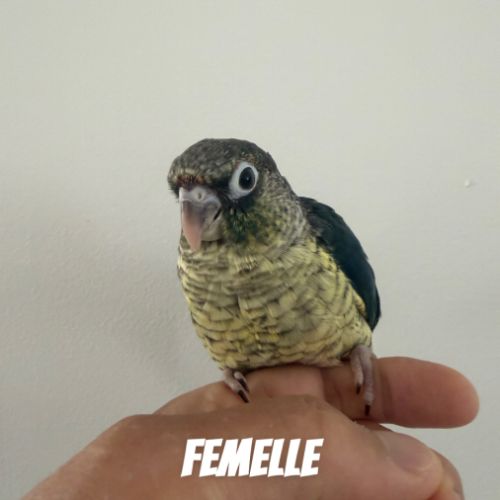 Conure turquoise double facteur violet cinnamon #3