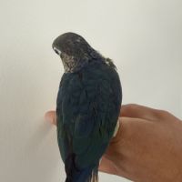 Conure turquoise double facteur violet cinnamon #0