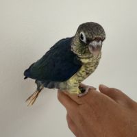 Conure turquoise double facteur violet cinnamon #2