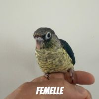 Conure turquoise double facteur violet cinnamon #3