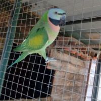 Cherche perruche à moustache femelle