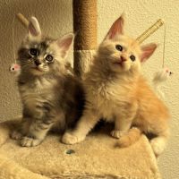 Chaton femelle bleu silver maine coon loof #1