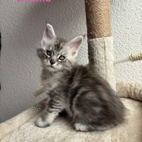 Chaton femelle bleu silver maine coon loof #3