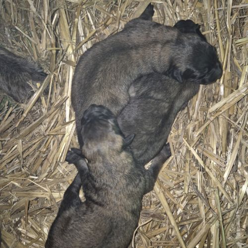 Chiots tervuren issus de la lignée reine de beaute #0