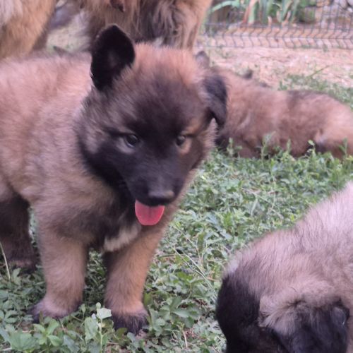 Chiots tervuren issus de la lignée reine de beaute #3