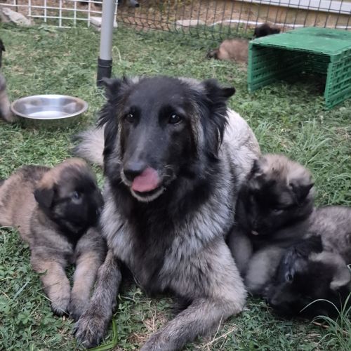Chiots tervuren issus de la lignée reine de beaute #4