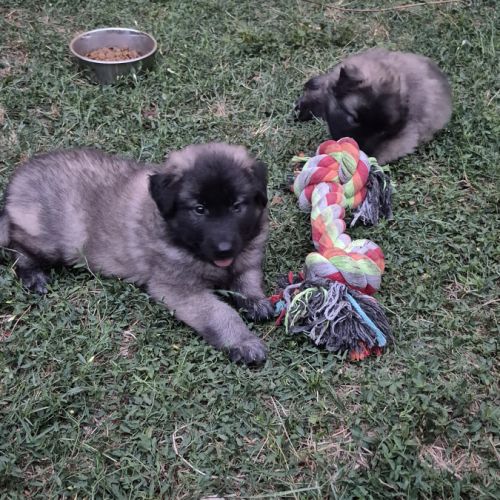 Chiots tervuren issus de la lignée reine de beaute #5