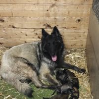 Chiots tervuren issus de la lignée reine de beaute