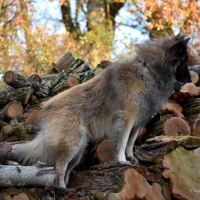Chiots tervuren issus de la lignée reine de beaute #2