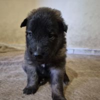 Chiots tervuren issus de la lignée reine de beaute