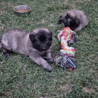 Chiots tervuren issus de la lignée reine de beaute #5