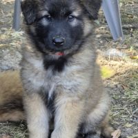Chiots tervueren issu de la lignée reine de beaute