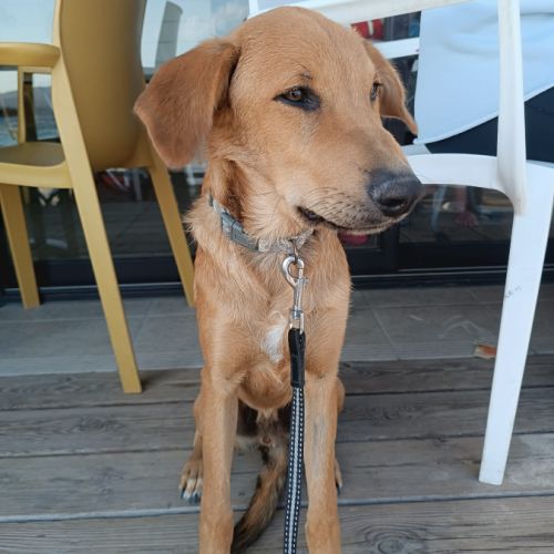 Loki, je voudrais faire connaissance #2