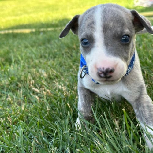 Chiot whippet #3