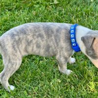 Chiot whippet