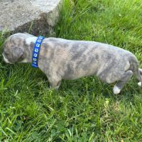 Chiot whippet #4