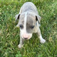 Chiot whippet #5