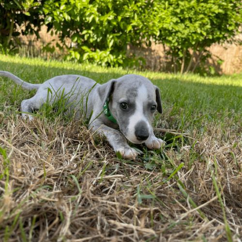 Chiot whippet male #1