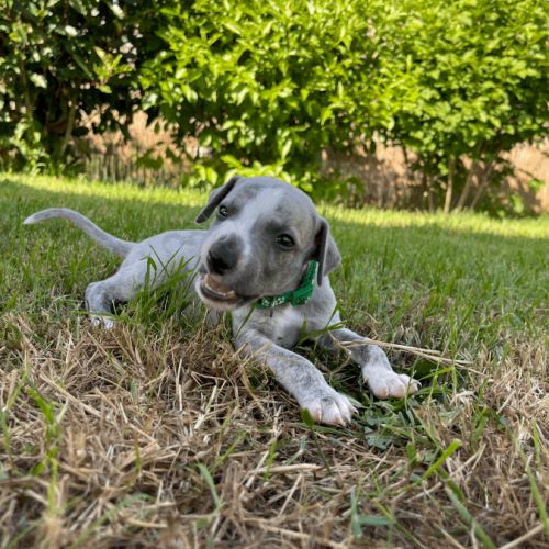 Chiot whippet male #2