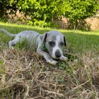 Chiot whippet male #1