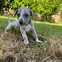 Chiot whippet male