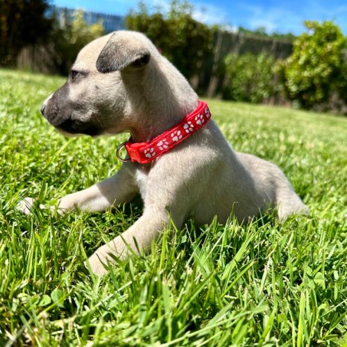 Chiot male whippet #1