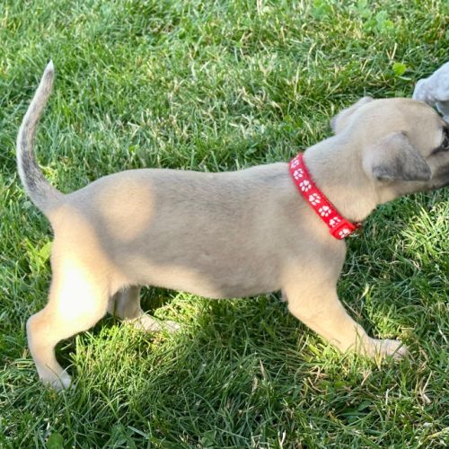 Chiot male whippet #2