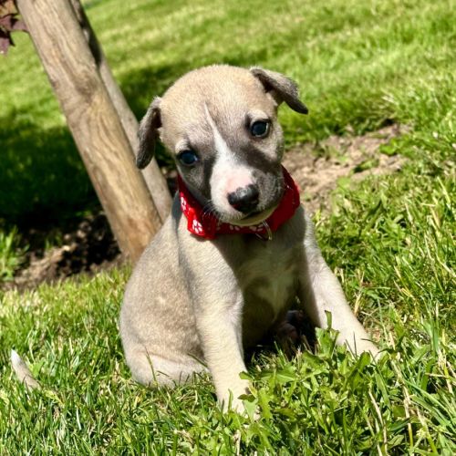 Chiot male whippet #4