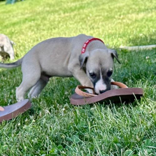 Chiot male whippet #5