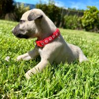 Chiot male whippet #1