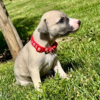 Chiot male whippet