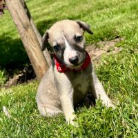 Chiot male whippet #4