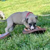 Chiot male whippet #5