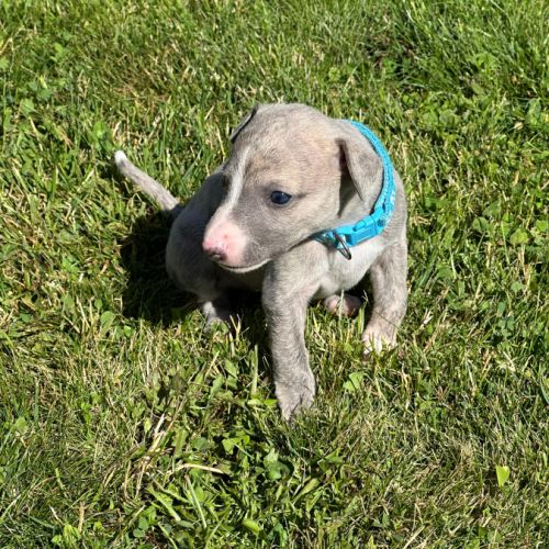 Whippet, chiot male #1