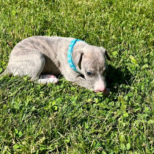 Whippet, chiot male #2