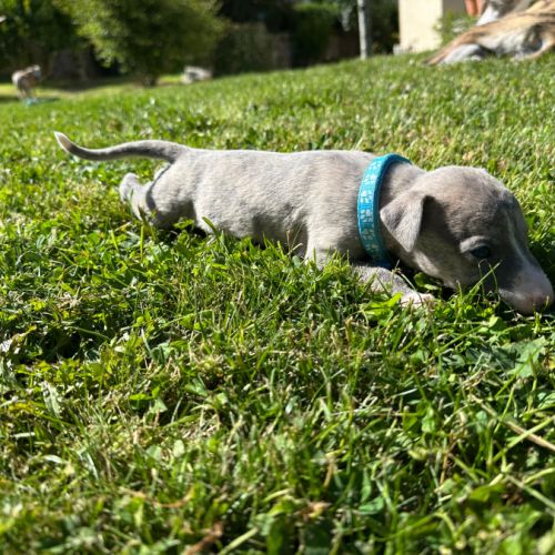 Whippet, chiot male #0