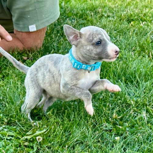 Whippet, chiot male #4