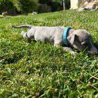 Whippet, chiot male