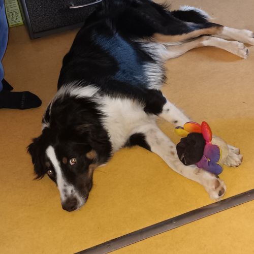 Border collie croisé berger australien 8 mois #1