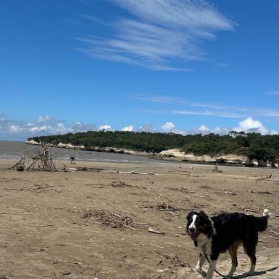 Border collie croisé berger australien 8 mois #2