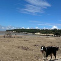 Border collie croisé berger australien 8 mois #2