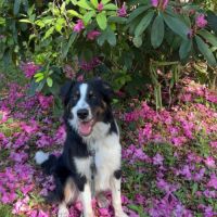 Border collie croisé berger australien 8 mois