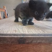 Chat baloo à la réservation