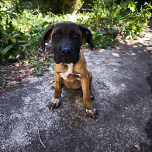 Chiot type cane corso