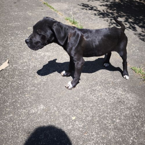 Chiot type cane corso #2